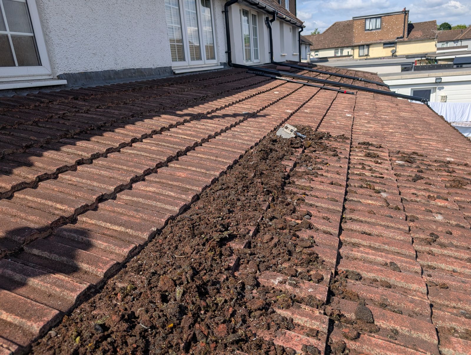 Moss scraped from a tiled roof