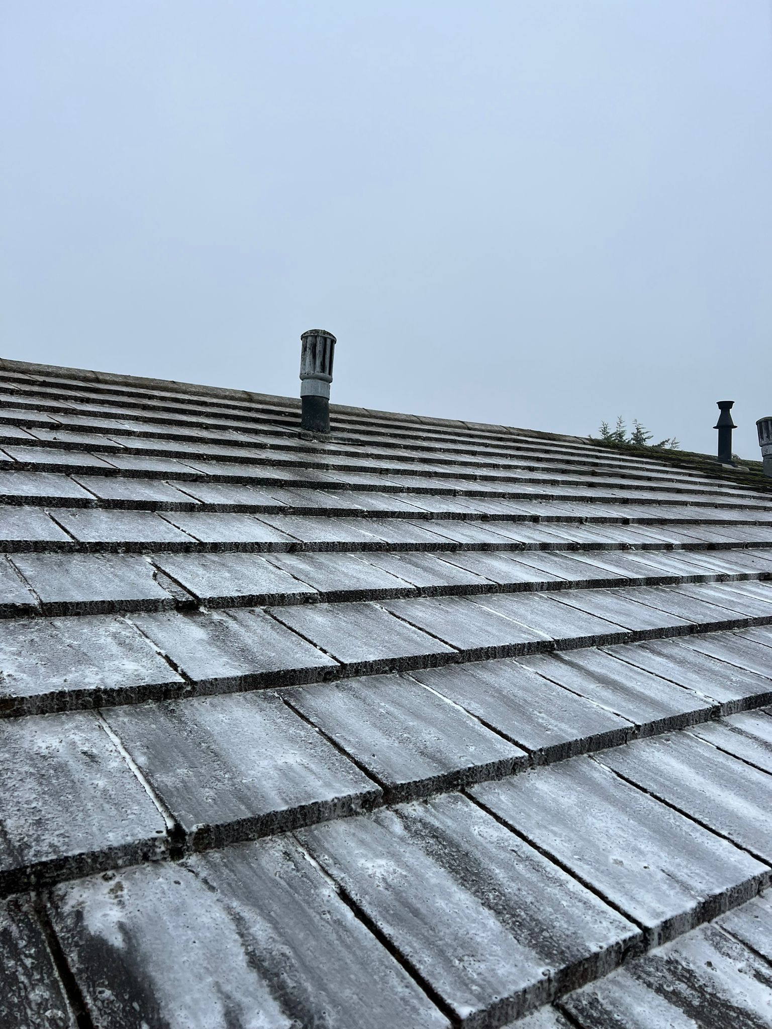 Roof after softwash treatment
